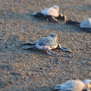sea turtle conservation, Indigo Expeditions